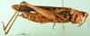 CollectionObject 1581463; 4eab29d9-e52a-4630-8bf8-13b50628c52f, DORSA BA000538S04: female, lateral view (paralectotype). (CollectionObject).