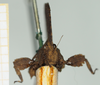 CollectionObject 1583704; 5a3f8a5c-2bde-4846-a869-dd94e5b21ec5, NHMUK010924405: female, frontal view (syntype). (CollectionObject).