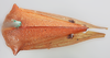 Habitus, dorsal view on Cymbomorpha convexa Goding, 1930: (Observation).