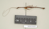 CollectionObject 1560519; NHMUK(SF IMPORT DUPLICATE) BM844505, 22397167-941f-4a7e-a111-6bfa3f0ee6cb: copyright Natural History Museum, London. male, lateral view (holotype). (CollectionObject).