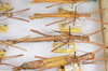 CollectionObject 1583052; 4a383e77-d737-4914-9de7-73439122ee03: copyright ANSP. lateral view (paratypes). (CollectionObject).;CollectionObject 1583053; 19f60790-717f-4222-90b6-3d9e1112bab3: copyright ANSP. lateral view (paratypes). (CollectionObject).