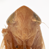 Head: !! display not done !! on Arundanus flavotinctus (DeLong, 1916): (Observation).