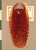 Rhabdoblatta mentawiensis (Hanitsch, 1928): Copyright UMO, Oxford. Type, dorsal view. (Otu).