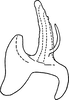 Aedeagus, lateral view on Erythridula spearca (Johnson & Auten, 1936): Aedeagus of E. noevoider Ross & DeLong, lateral view. (Observation).