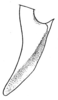 Pl. XXIII, Fig, 18. dorsal outline of male cercus (more elongate condition). Depicts Conocephalus (Anisoptera) saltator (Saussure, 1859), an Otu.