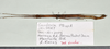 CollectionObject 1597623; 1227ee60-e035-4146-a26a-39f230449c45: copyright QM. female, dorsal view (paratype). (CollectionObject).;CollectionObject 1597624; 6b5b970a-6aa9-41d0-9cb6-d38e41ae4a2b: copyright QM. female, dorsal view (paratype). (CollectionObject).
