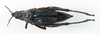 CollectionObject 1506174; 674705d1-f430-487c-b07f-a264eebbf68d: female, dorsal view (lectotype of Maura brevipennis). (CollectionObject).