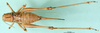 CollectionObject 1502460; 3531d395-82d0-47f5-923b-e148c440f91f: female, dorsal view (paratype). (CollectionObject).