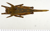 CollectionObject 1523112; 584cf501-9611-4440-a84e-adf0cbe3c23e, ANSP Type No. 5466: male, dorsal view (holotype of H. taurus). (CollectionObject).