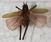male, dorsal view (syntype of variety deflorata). Depicts CollectionObject 1565831; NMW 3536, cf27ae09-c655-4804-a959-82d84a4999ec, a CollectionObject.
