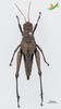 CollectionObject 2243534; Unioeste Cascavel K-0590, ff376773-209d-4a5c-9be0-c39e3d974e9e, Unioeste Cascavel K-0590: Female, dorsal view. (CollectionObject).