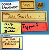 labels (syntype). Depicts CollectionObject 1530665; 386afde3-600d-4924-b672-8d4889a22293, a CollectionObject.