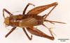 CollectionObject 1585741; e7b979fd-348c-4ab3-8a09-0538d75e12e1: female, dorsal view (allotype). (CollectionObject).