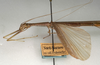 CollectionObject 1557241; NMW 1058, c2692167-3052-4ce7-8190-22dcd0cb4582: copyright NMW, Vienna. female: head and thorax, lateral view (holotype). (CollectionObject).