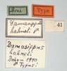 CollectionObject 1558268; f3dad98e-bffc-419f-b891-eed915efa757: copyright MIZ, Warsaw. male, data labels (syntype). (CollectionObject).;CollectionObject 1558269; b4cef16c-4cb8-45c5-b455-7adc37dbc9d4: copyright MIZ, Warsaw. male, data labels (syntype). (CollectionObject).