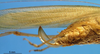 CollectionObject 1505309; b8d7e639-5214-4f6c-8fb0-b2cdf5e2fff9: female ovipositor (holotype). (CollectionObject).