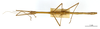 CollectionObject 1595956; b80e3ed5-5487-4b4d-8f6c-10dfed95b78c: copyright MNHN, Paris. male (syntype). (CollectionObject).