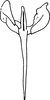 Aedeagus, ventral view: Aedeagus, ventral view. (Observation).