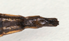 CollectionObject 1558268; f3dad98e-bffc-419f-b891-eed915efa757: copyright MIZ, Warsaw. female: end of abdomen, ventral view (syntype). (CollectionObject).