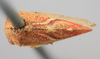 Habitus, dorsal view: !! display not done !! on Cyrtolobus fenestratus (Fitch, 1851): (Observation).