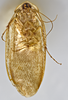 CollectionObject 1567104; e1d5ba99-fd52-4ab9-8d5d-39999c8b9e89: Photo by Heidi Hopkins. Holotype, adult male, ventral habitus. (CollectionObject).