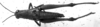 CollectionObject 1574963; 1b92b895-27a7-4483-b316-de48c7cb347b: Image Carbonell, C.S. female, dorsal view. (CollectionObject).