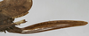CollectionObject 1539577; e07c7a17-d7b7-4ab0-a775-30a971694e76: female ovipositor (holotype). (CollectionObject).