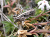 CollectionObject 1513340; f4107d45-5eab-481c-86e0-9b8222db91b2: Female, lateral view. (CollectionObject).