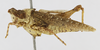 CollectionObject 1523760; 9618cef0-43a9-4510-9a42-0d1b8f4369d7: female, lateral view (holotype of Chrotogonus scudderi). (CollectionObject).