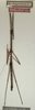 CollectionObject 1557304; NMW 645, f9e15317-ecad-451e-9f8e-c1986a57f9e7: copyright NMW, Vienna. male (holotype). (CollectionObject).