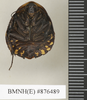 Gynopeltis cryptospila (Walker, 1868): Copyright Natural History Museum, London. Holotype (female) in BM(NH). Ventral view. (Otu).