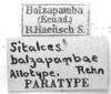 CollectionObject 1525199; 2effc462-9bd3-42aa-a87b-eecf0b822898: labels (allotype). (CollectionObject).