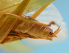 CollectionObject 1542907; DEES MZLQ-I0092', 17874234-cdc3-409d-8863-e44ab1924bd8: male, apice of the abdomen (syntype of Ctenophorema balneare). (CollectionObject).