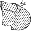 Pygofer, lateral view on Empoascanara (Empoascanara) hongkongica Dworakowska, 1971: Pygofer, lateral view. (Observation).
