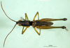 CollectionObject 1502568; a8833749-938d-4776-94b4-6a2135c4c494: male, dorsal view (paratype). (CollectionObject).