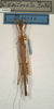 CollectionObject 1560584; NMW 1121, 53003761-6c39-4897-ae89-7f763a2462d6: copyright NMW, Vienna. male (holotype). (CollectionObject).