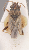 Nysius raphanus Howard, 1872: Nysius raphanus LECTOTYPE (NMNH) - (CC BY-NC 3.0) - Photo by Pablo M. Dellapé with permission from the National Museum of Natural History (NMNH), Smithsonian Institution, Washington, D.C. (Otu).