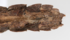 CollectionObject 1562368; NMW 239, d1bbf7c6-0c05-446f-8d0e-e5eab577847c: copyright NMW, Vienna. female: end of abdomen, ventral view (holotype). (CollectionObject).