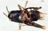 CollectionObject 1500785; 0909311c-59bd-486f-a8d8-fcfa5347ea2a: female, dorsal view (holotype). (CollectionObject).