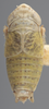 Habitus, dorsal view on Athysanella (Gladionura) molesta Ball & Beamer, 1940: Dorsal - Male. (Observation).