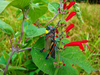 Liladownsia fraile Fontana, Mariño-Pérez, Woller & Song, 2014: female on Salvia elegans at the type locality. (Otu).