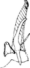 Subgenital plate, ventral view on Bolanusoides heros Distant, 1918: Subgenital plate, stylus and connective. (Observation).