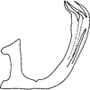 Aedeagus, lateral view on Farynala palina Chiang, Hsu & Knight, 1989: Aedeagus, lateral view. (Observation).