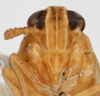 Head: !! display not done !! on Muellerianella laminalis (Van Duzee, 1897): (Observation).