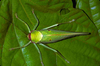 CollectionObject 1576916; e3f2a482-a247-4e6f-89c4-deb7e2f702eb, CH3440: male, dorsal view. (CollectionObject).
