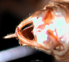 CollectionObject 1500525; 2857b578-812c-4e9e-9e38-8dc434cc5240, DORSA BTdapgenS01: male cerci (syntype). (CollectionObject).