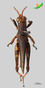 CollectionObject 2243691; Unioeste Cascavel K-0621, 920b9bf9-983a-4e54-b04a-10727b866356: Male, dorsal view. (CollectionObject).