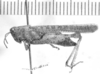 CollectionObject 1525204; 9efe37b6-05ee-4991-bbe4-b3d26c8f97c7: female (paralectotype of Omalotettix conspersipennis). (CollectionObject).