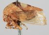 Habitus, lateral view on Cyrtolobus vau (Say, 1831): (Observation).