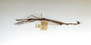 CollectionObject 1558395; 9b431d1f-323c-431b-b82e-647074b776ce: copyright ETHZ. male, lateral view of synonym Diardia relicta (paralectotype). (CollectionObject).